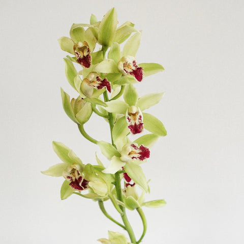 Mini Cymbidium Orchids Green Flower Stem - Image