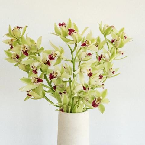 Mini Cymbidium Orchids Green Flower Vase - Image