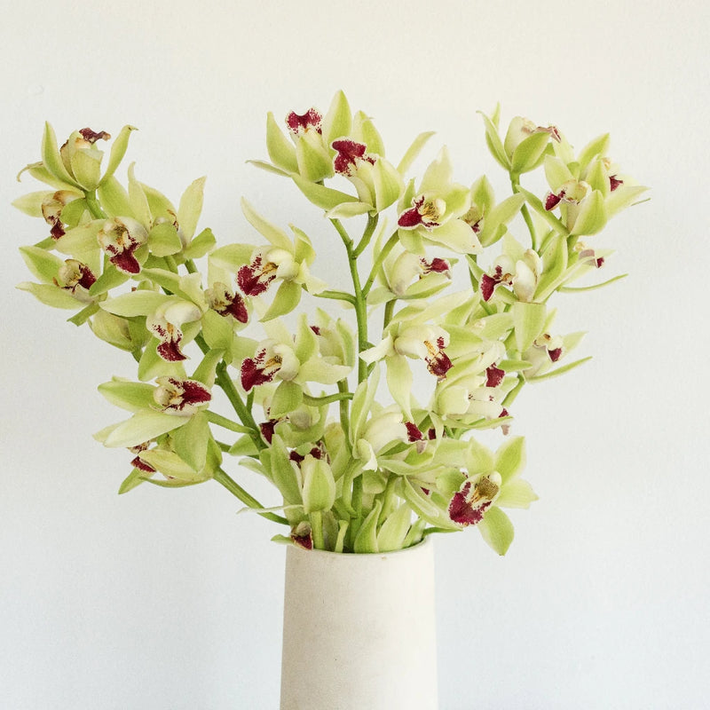 Mini Cymbidium Orchids Green Flower Vase - Image