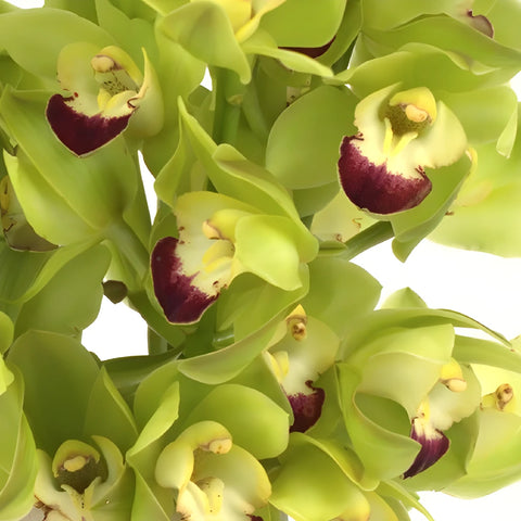 Mini Cymbidium Orchids Lovey Green Close Up - Image