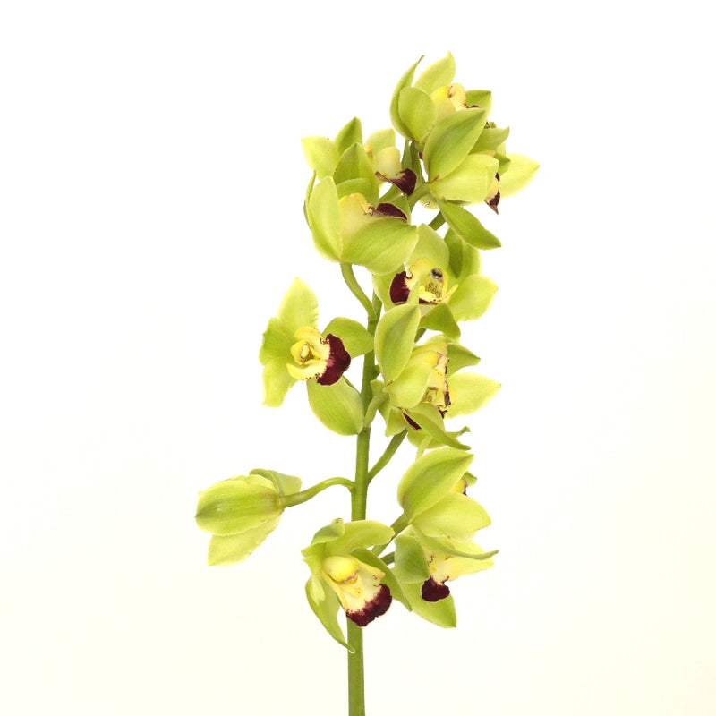 Mini Cymbidium Orchids Lovey Green Stem - Image