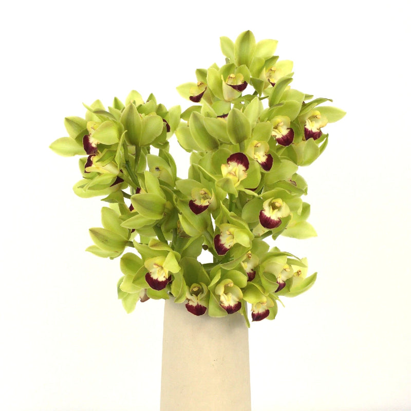 Mini Cymbidium Orchids Lovey Green Vase - Image