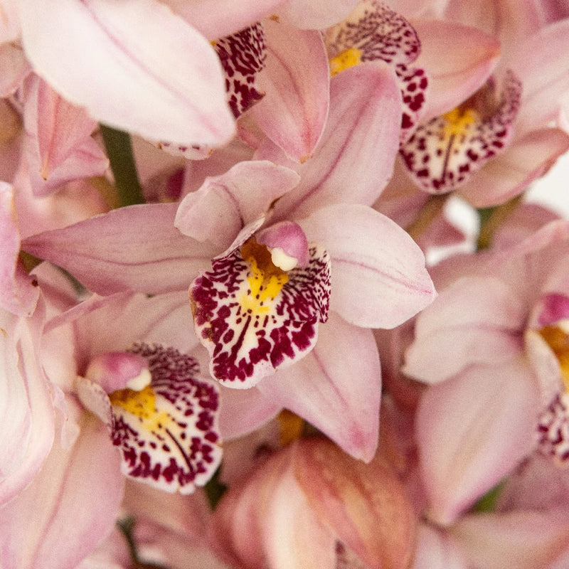 Buy Wholesale Romantic Pink Mini Cymbidium Orchids in Bulk - FiftyF...