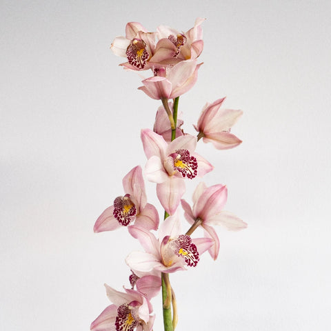Mini Cymbidium Orchids Romantic Pink Stem - Image