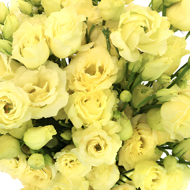 Mini Double Croma Yellow Lisianthus Wholesale Flower Upclose