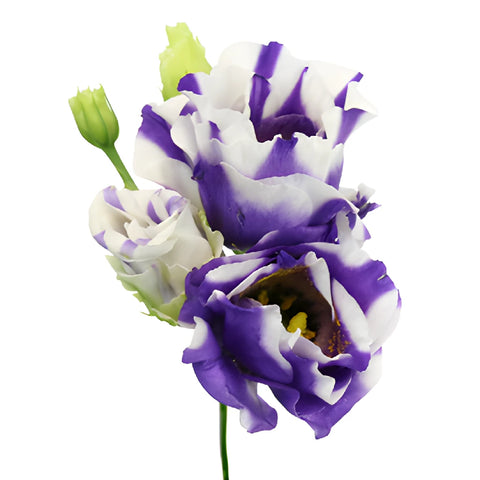 Mini Double Fleuralisa Blue Lisianthus Wholesale Flower Bloom
