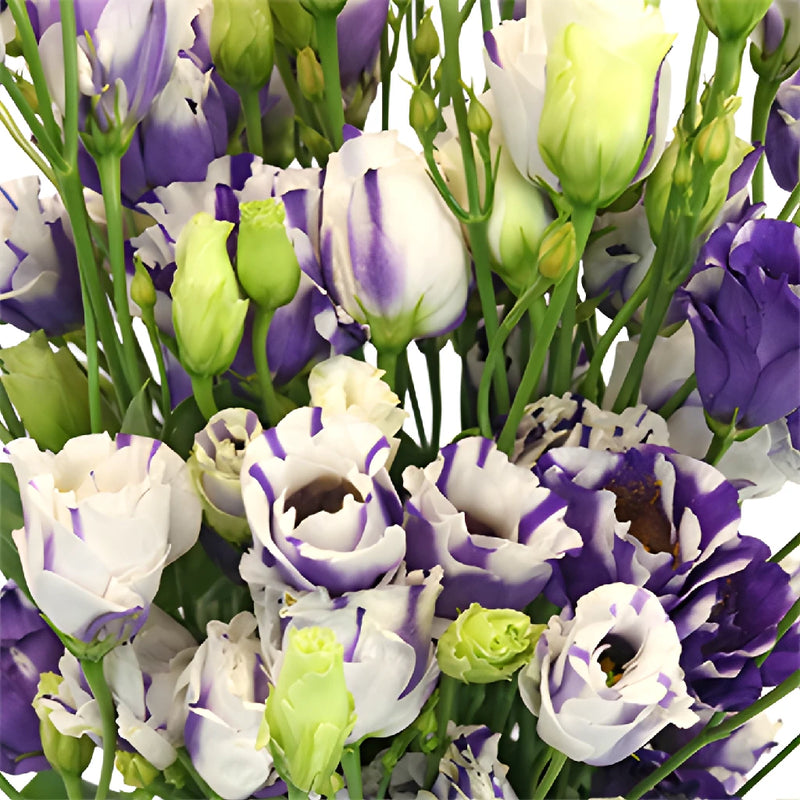 Mini Double Fleuralisa Blue Lisianthus Wholesale Flower Upclose