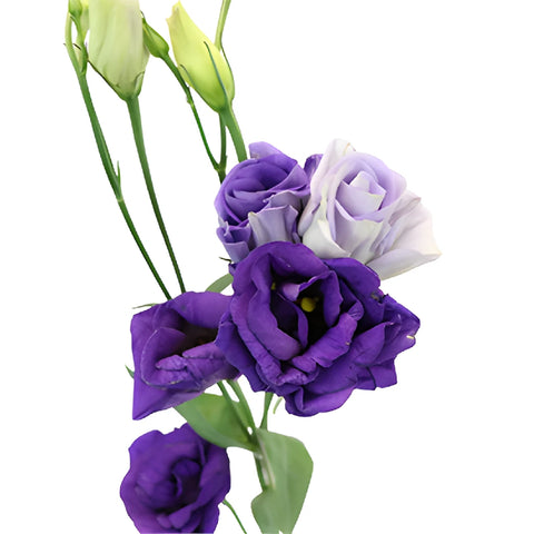 Mini Double Rosita Blue Lisianthus Wholesale Flower Bloom