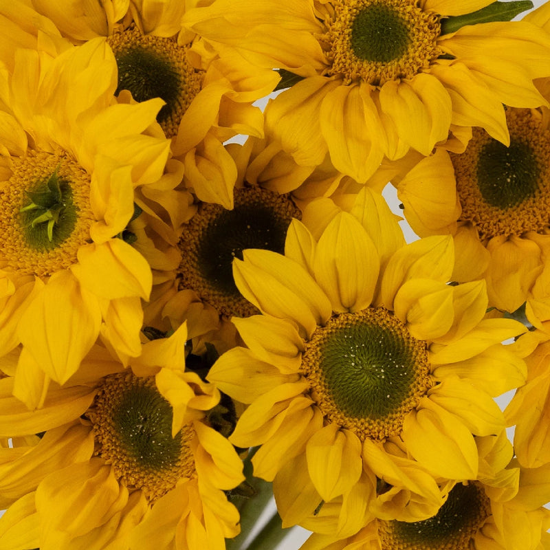 Mini Green Center Sunflowers Close Up - Image