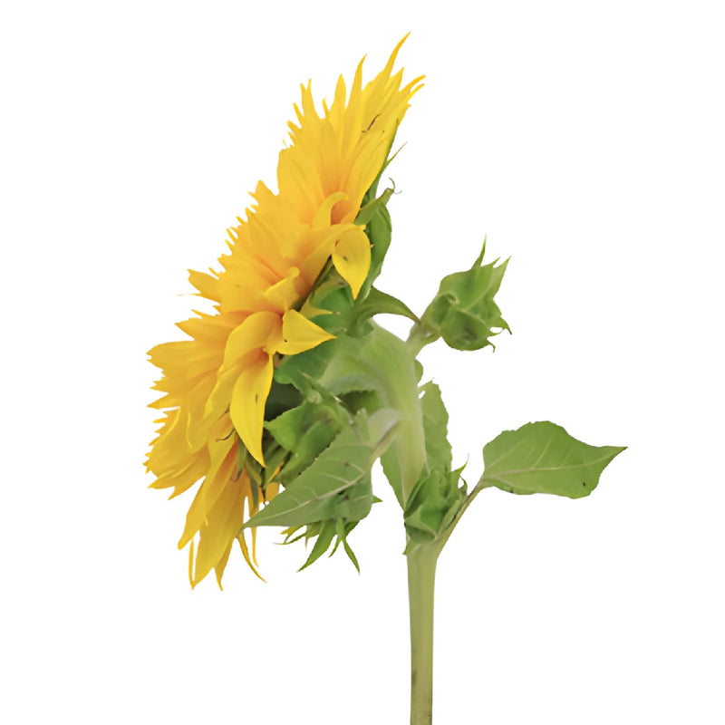 Sunsplash Mini Sunflowers