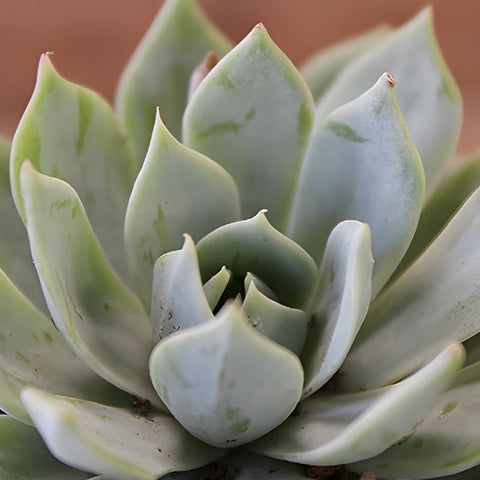 Farm Fresh Potted Mini Succulents For Your House