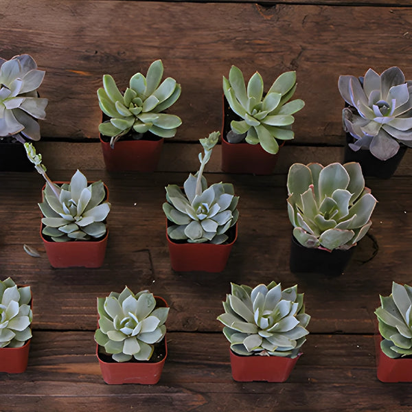 Buy Wholesale Potted Mini Succulents Variety Pack in Bulk