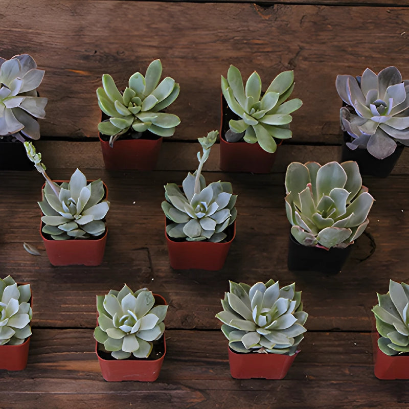 where to buy little succulents Farm Fresh Potted Mini Succulents For Your House