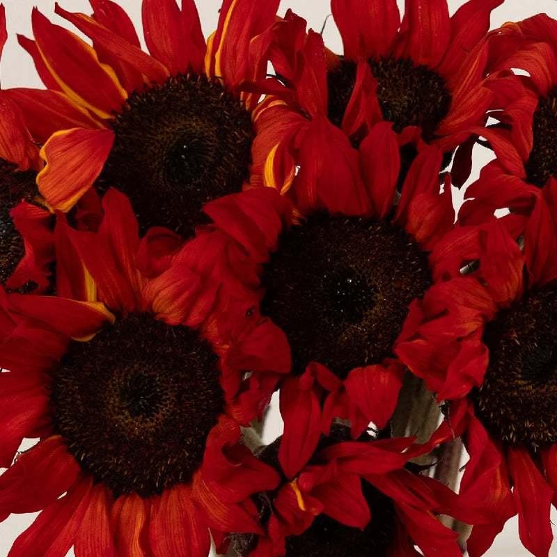Mini Red Enhanced Sunflowers Close Up - Image