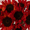 Mini Red Enhanced Sunflowers