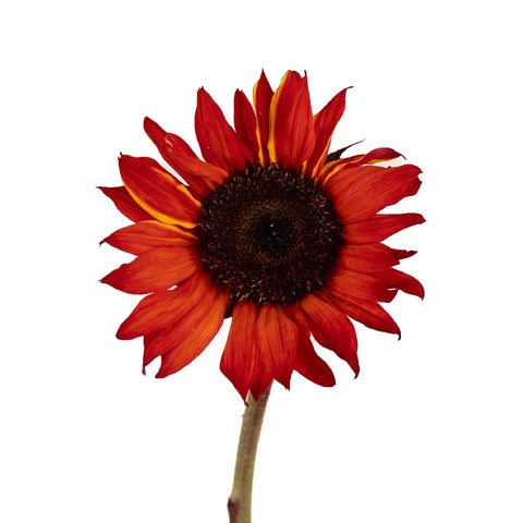 Mini Red Enhanced Sunflowers Stem - Image