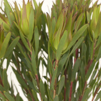 Mini Sandstorm Leucadendron Close Up - Image