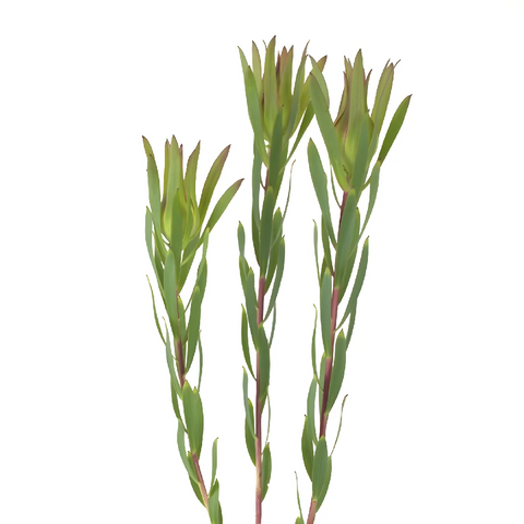 Mini Sandstorm Leucadendron Stem - Image