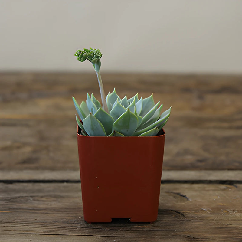 Potted Mini Succulents Variety Pack