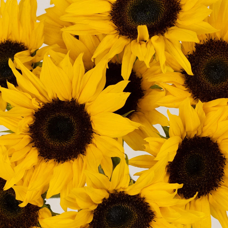 Mini Sunflowers Close Up - Image