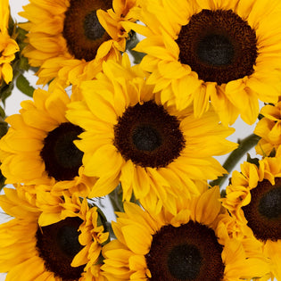 Mini Sunflowers Close Up - Image