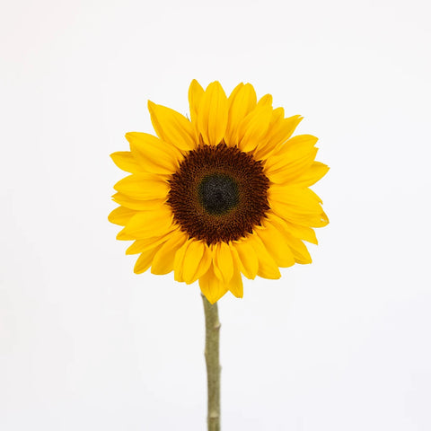 Mini Sunflowers Stem - Image