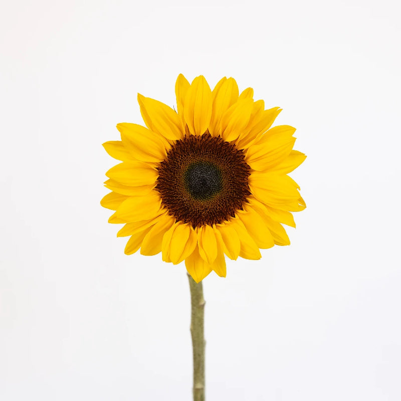 Mini Sunflowers Stem - Image