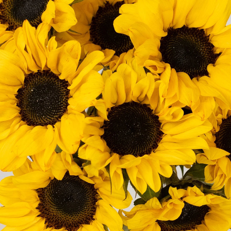 Mini Vincent Sunflowers Close Up - Image