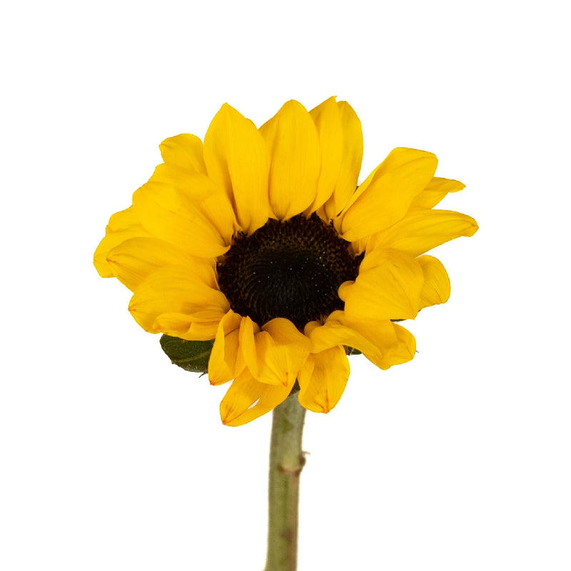 Mini Vincent Sunflowers Stem - Image