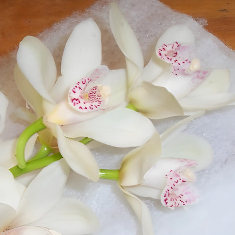 White Flower Mini Cymbidium Orchids