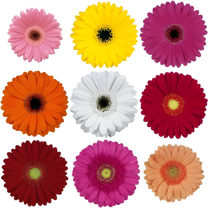 Assorted Mini Gerbera Daisies