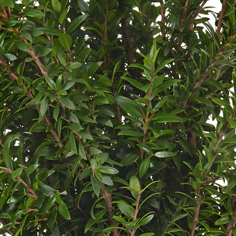 Wedding greenery mini myrtle filler flowers for sale near me