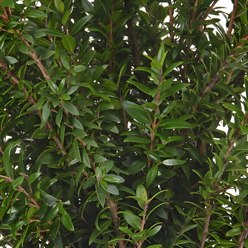 Wedding greenery mini myrtle filler flowers for sale near me