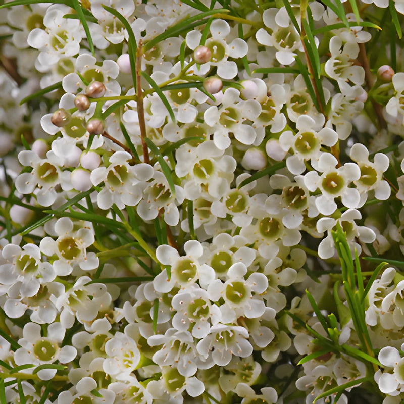 small white flowers house plant Buy Wholesale Mini White Wax Flower Jan To May Delivery in Bulk
