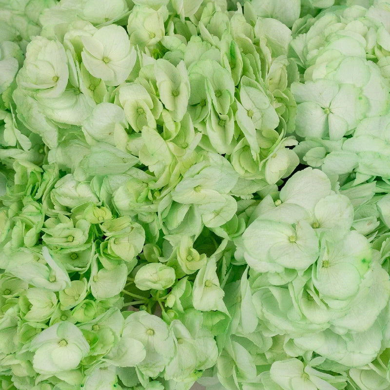 Mint Green Enhanced Hydrangea Close Up - Image