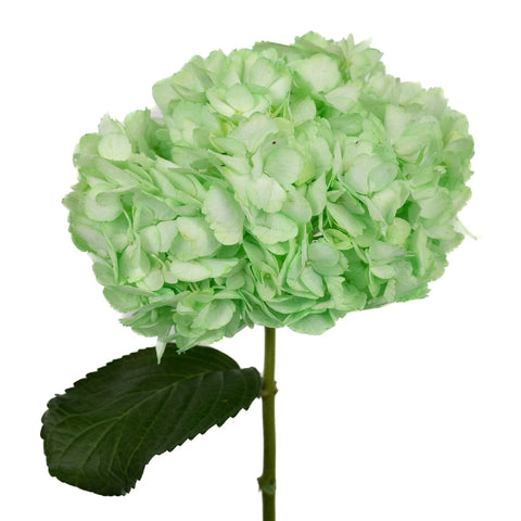 Mint Green Enhanced Hydrangea Stem - Image