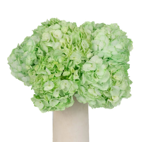 Mint Green Enhanced Hydrangea Vase - Image
