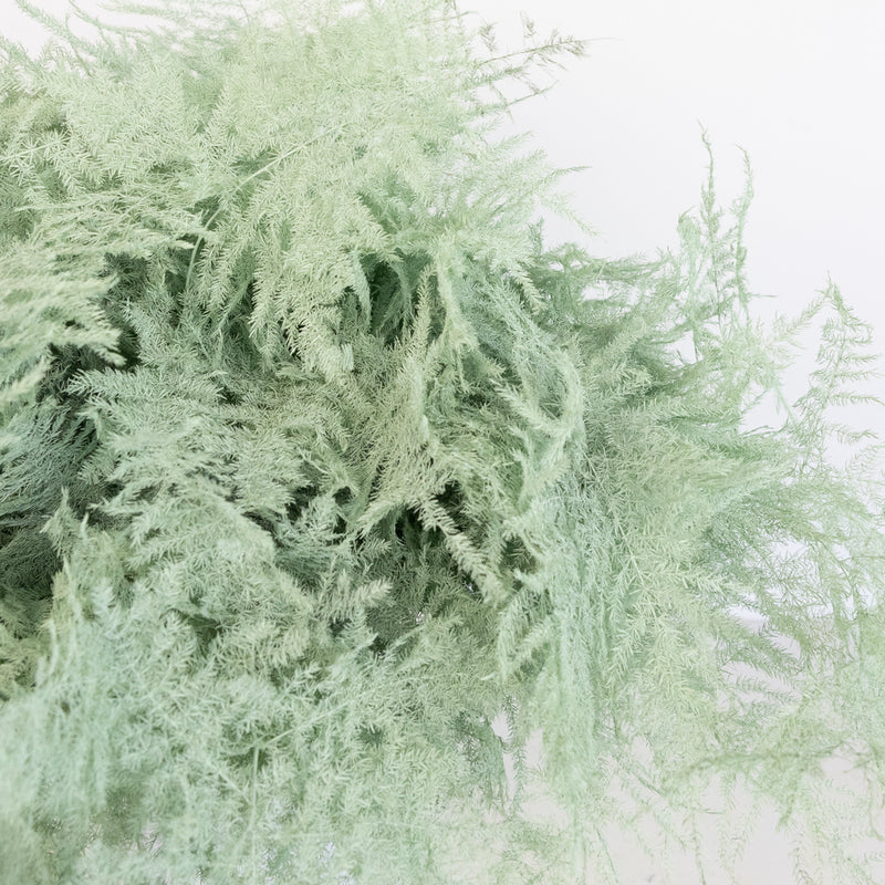 Mint Green Enhanced Plumosa Fern Greenery Close Up - Image