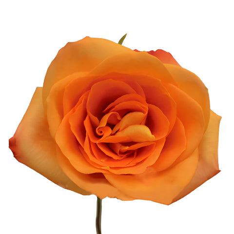 Miracle Tangerine Orange Rose