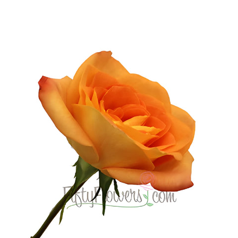Miracle Tangerine Orange Rose