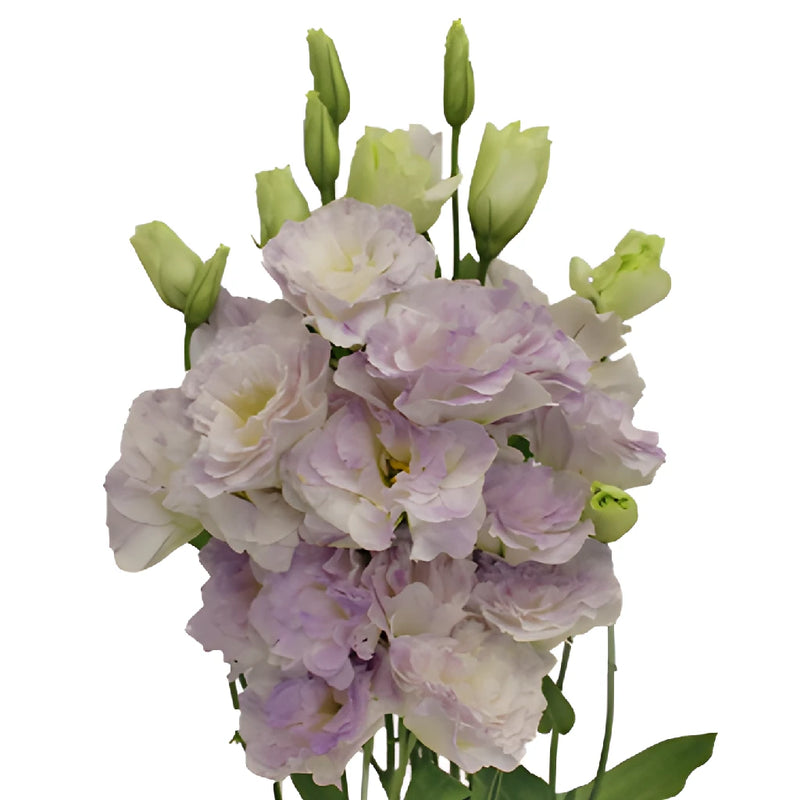Lavender Mist Lisianthus Wholesale Flowers