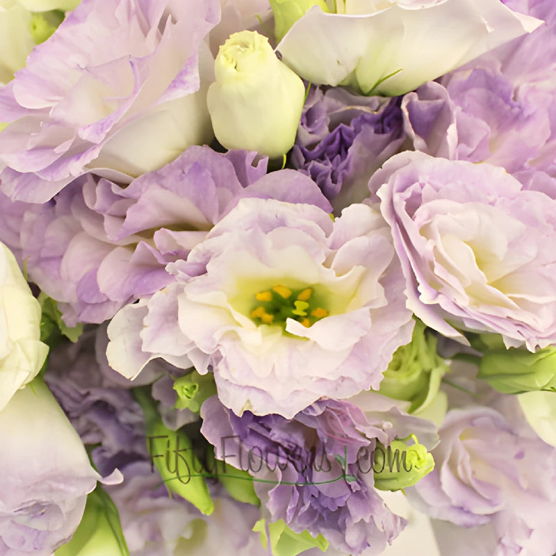lavender lisianthus flower Lavender Mist Lisianthus Wholesale Flowers