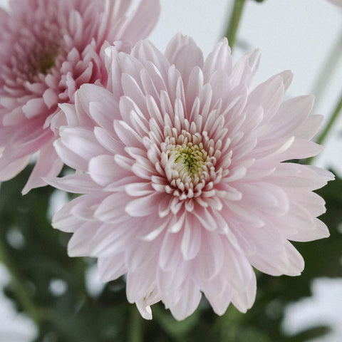 Misty Mauve Cremon Flower Close Up - Image