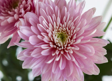 Misty Mauve Cremon Mum Flower Close Up - Image