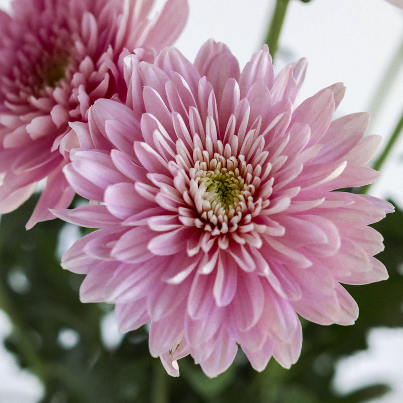 Misty Mauve Cremon Mum Flower Close Up - Image
