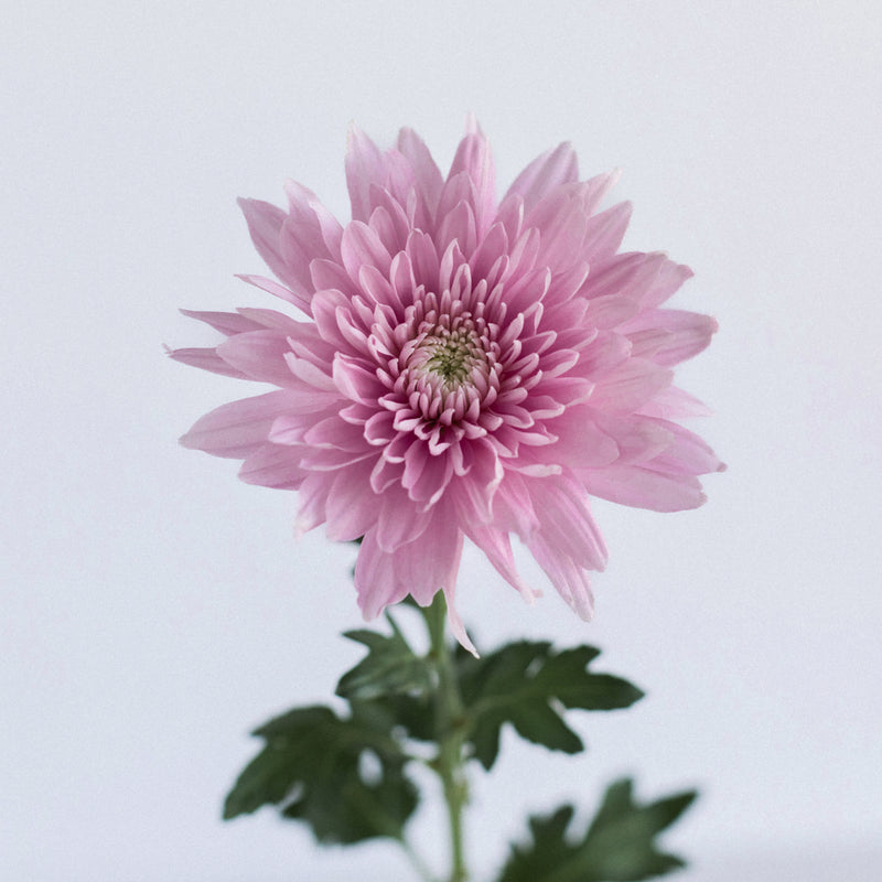 Misty Mauve Cremon Mum Flower Stem - Image