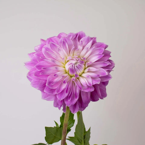 Misty Mountain Dinner Plate Dahlia Flower Stem