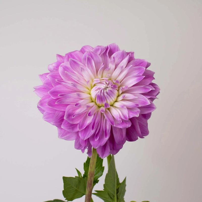 Misty Mountain Dinner Plate Dahlia Flower Stem