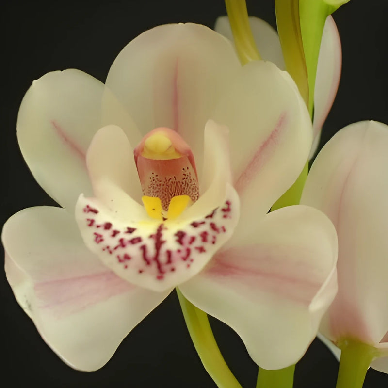 Creamy Blush Mini Cymbidium Orchids