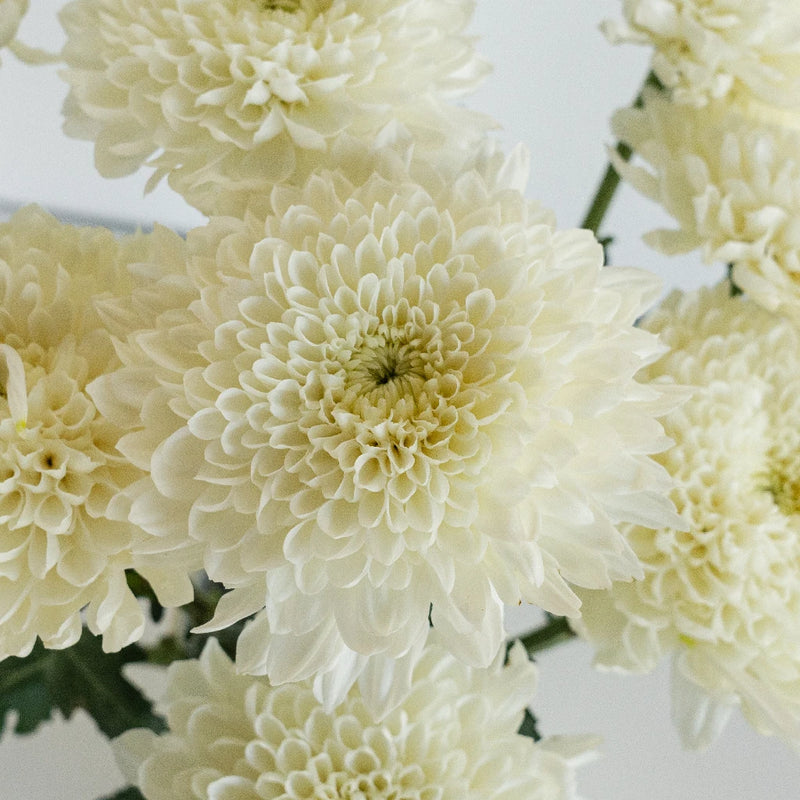 Misty White Bahlia Flower Close Up - Image